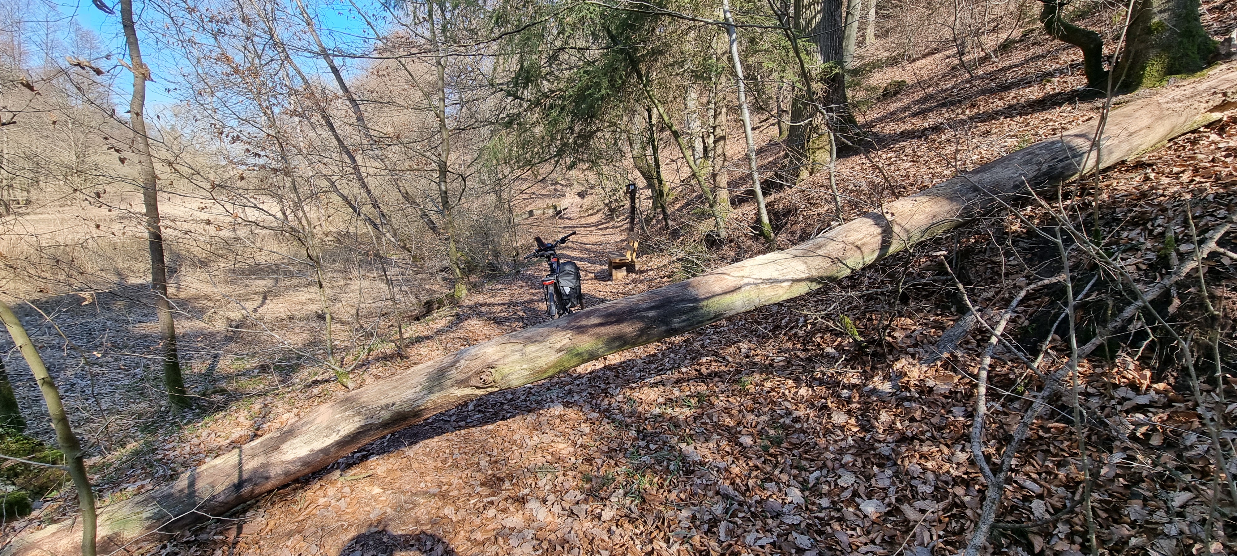 Zwei umgestürtzte Bäume in der Nähe der  Waldmühle. Übersteigung und Umgehung möglich
